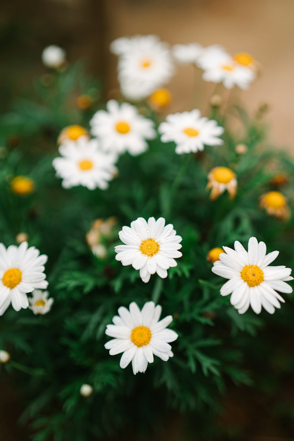 a group of white flowers