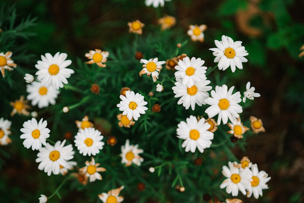 a field of white and yellow flowers