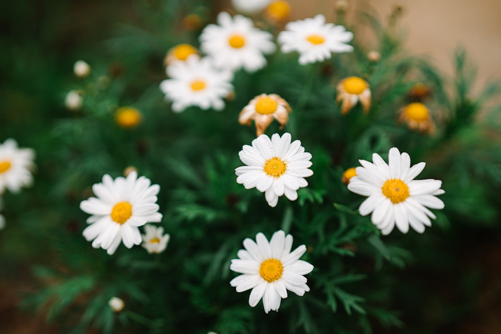 a group of white and yellow flowers