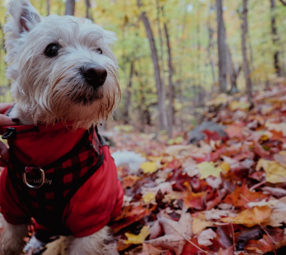 a dog wearing a red shirt and standing in a pile of leaves