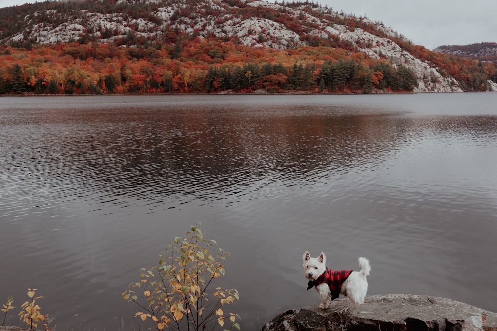 a dog standing on a rock by a lake with trees in the background