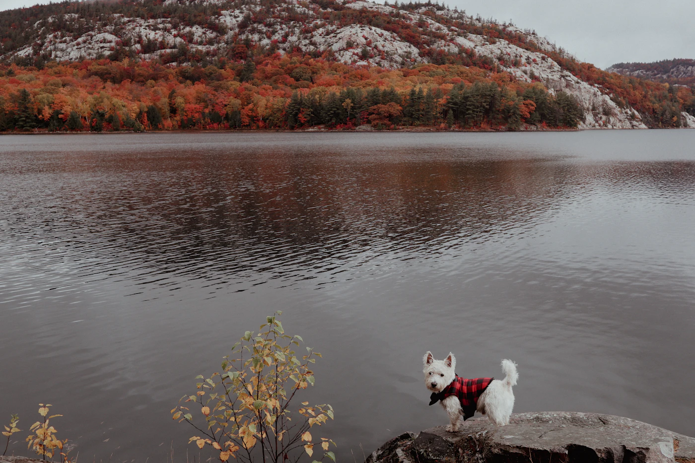 A small white dog in a red vest standing on a rock beside an autumn Canadian lake ringed with red maples