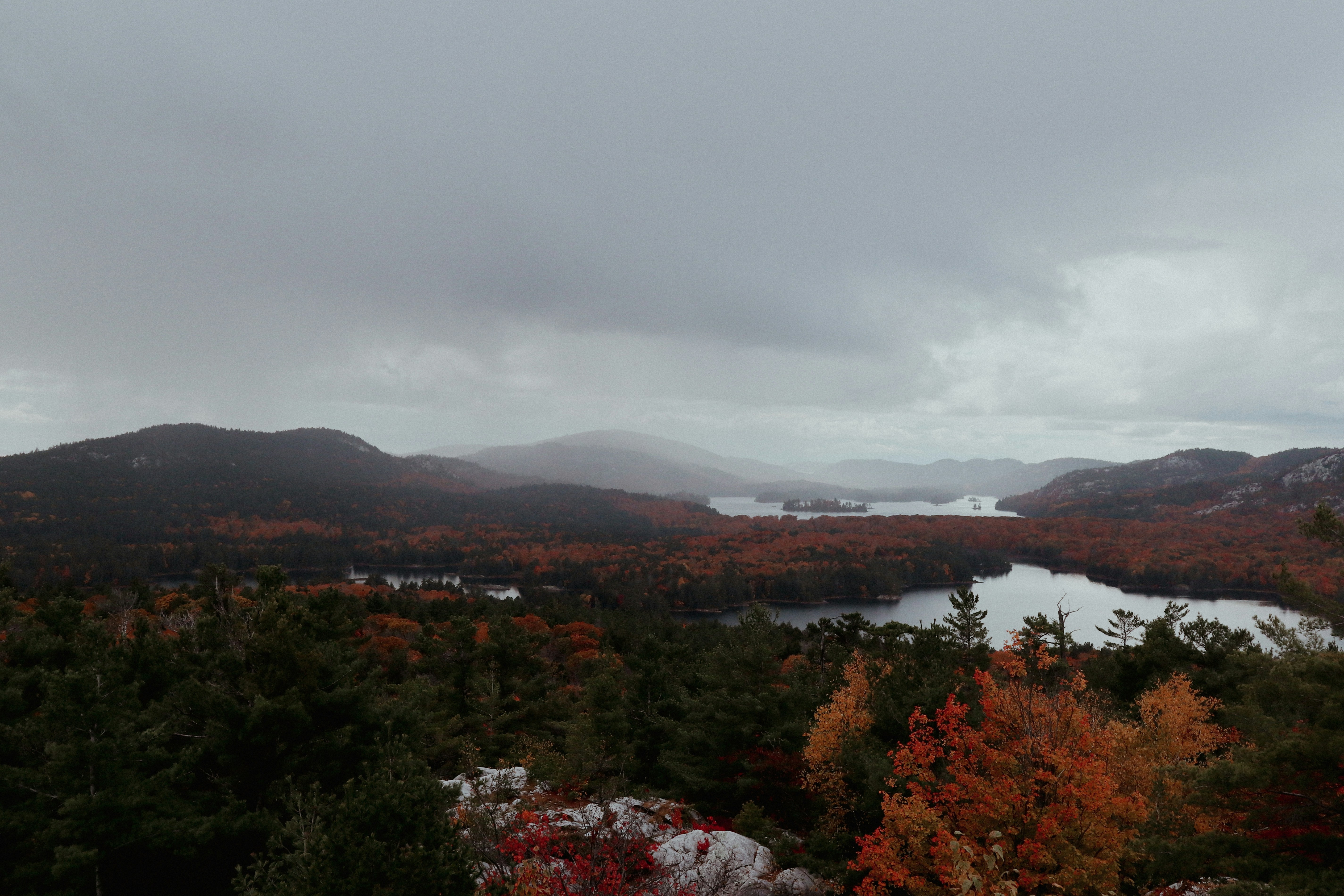 a river running through a forest