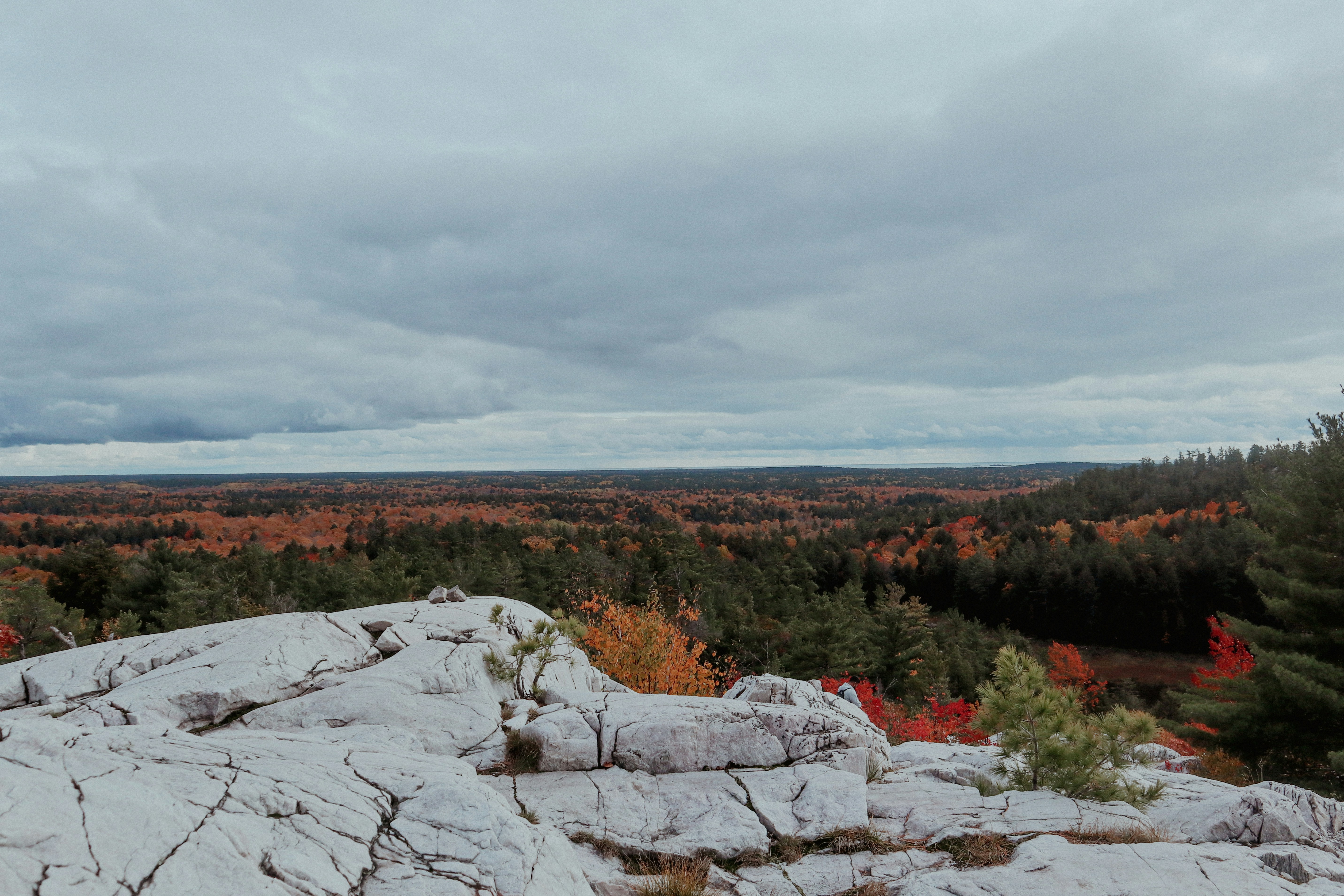 a landscape with snow and trees