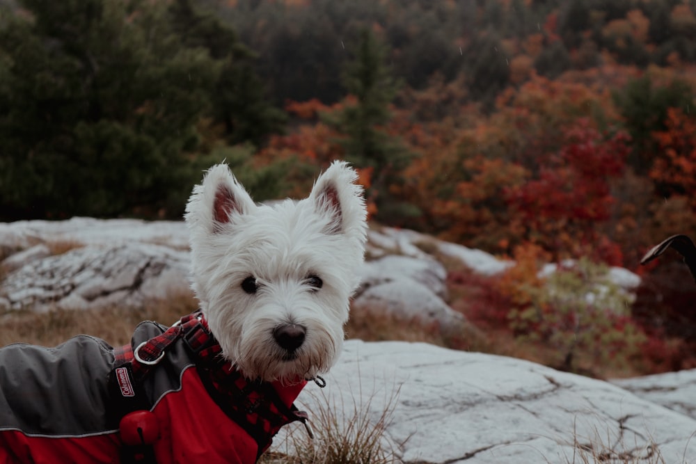 a dog in a red jacket