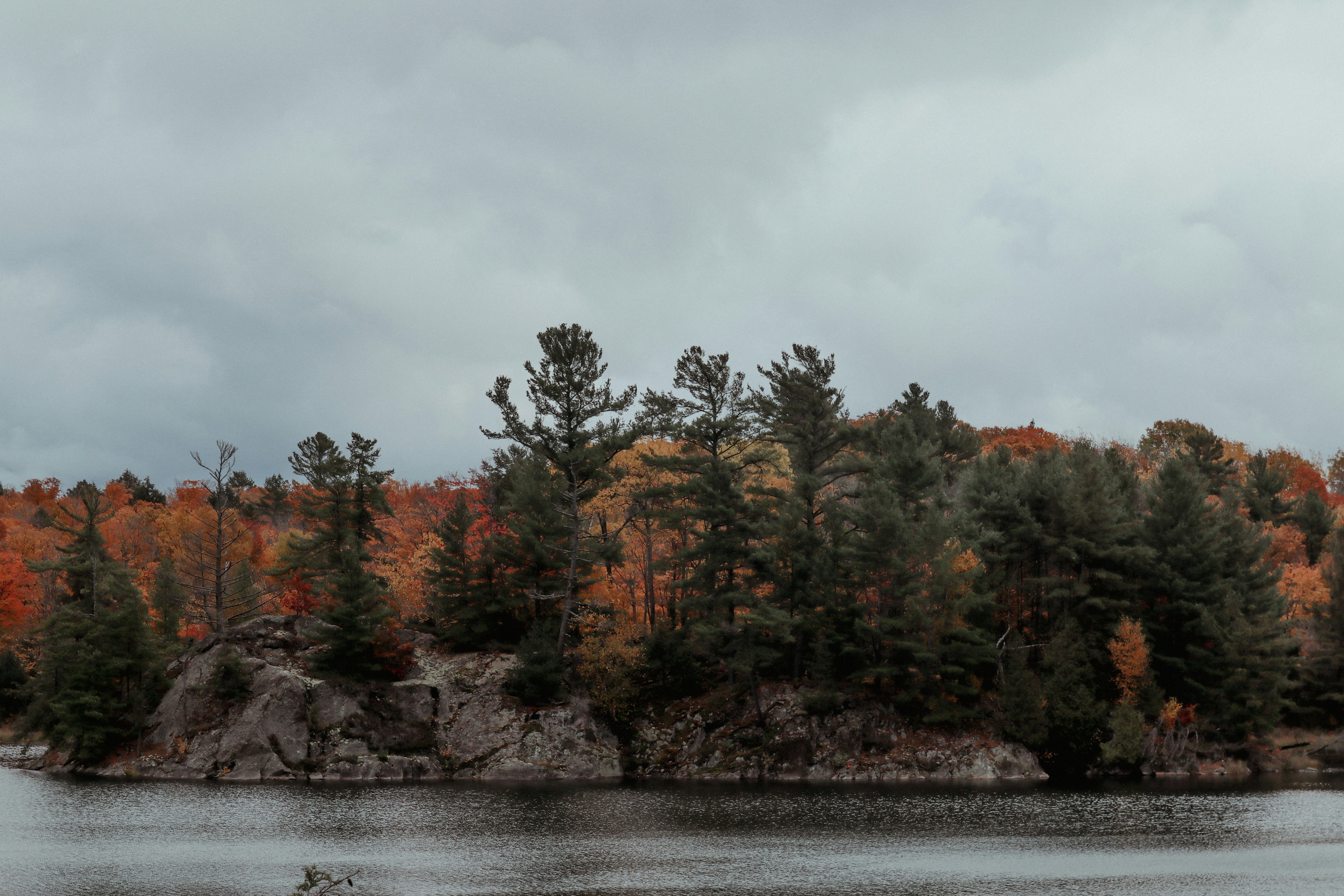 a group of trees next to a body of water