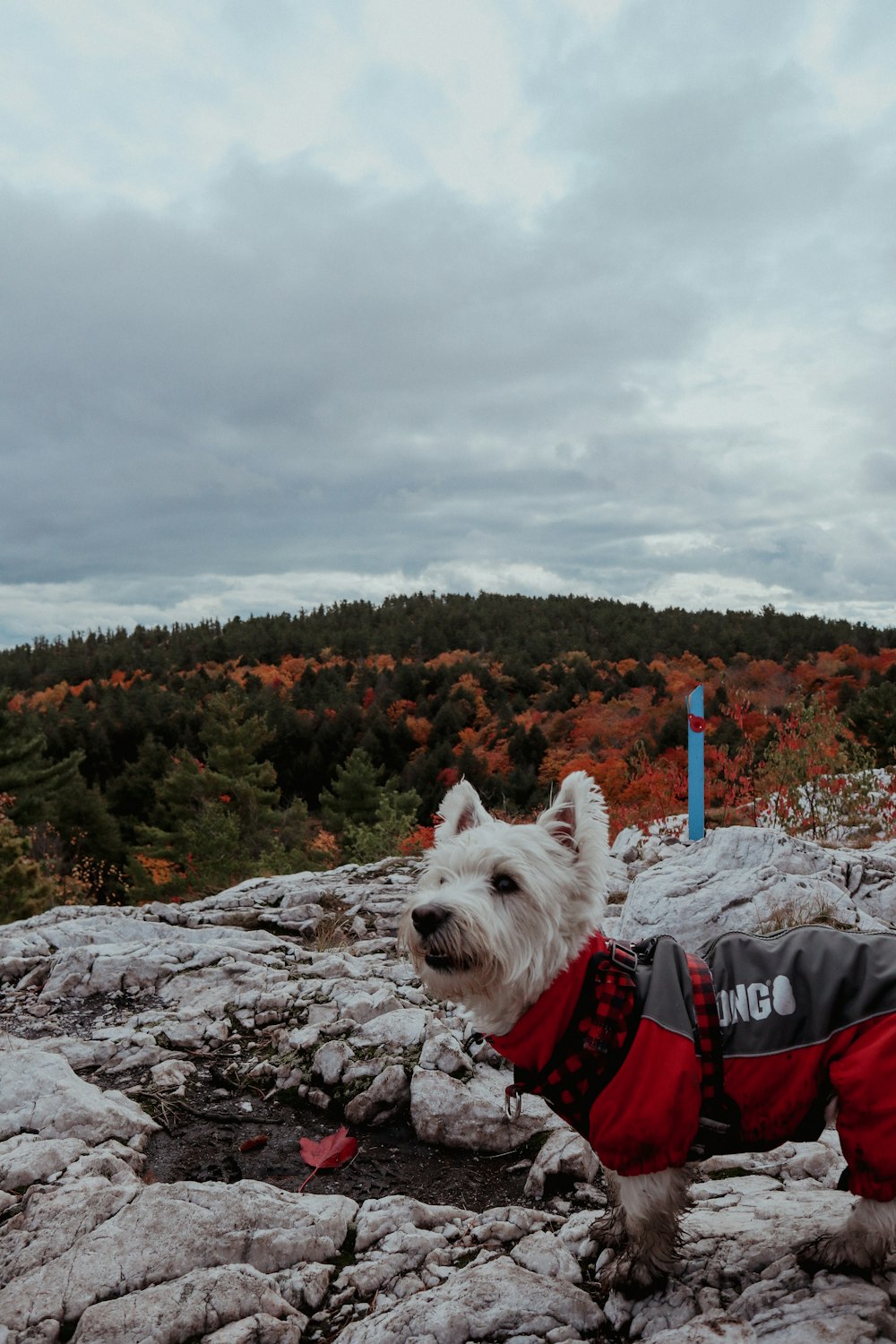 a dog wearing a backpack