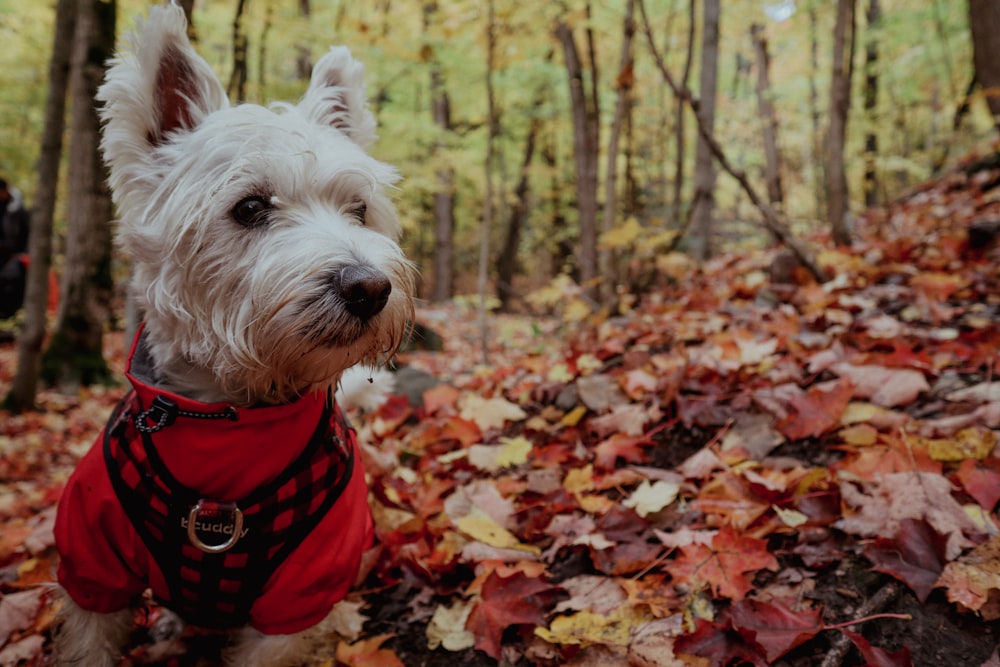 a dog in a red shirt in a forest
