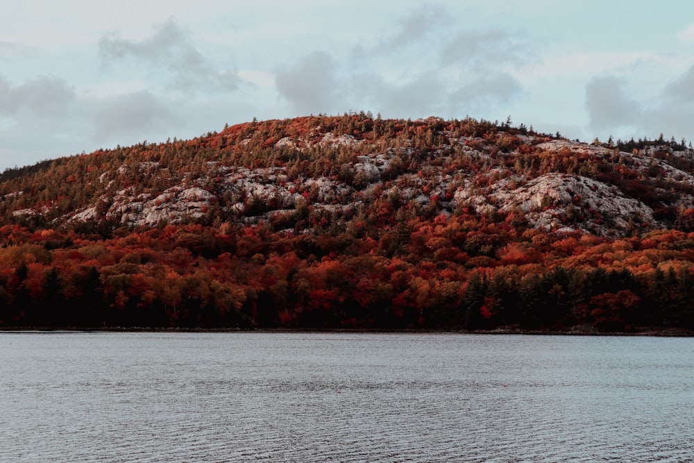 a hill with trees on it