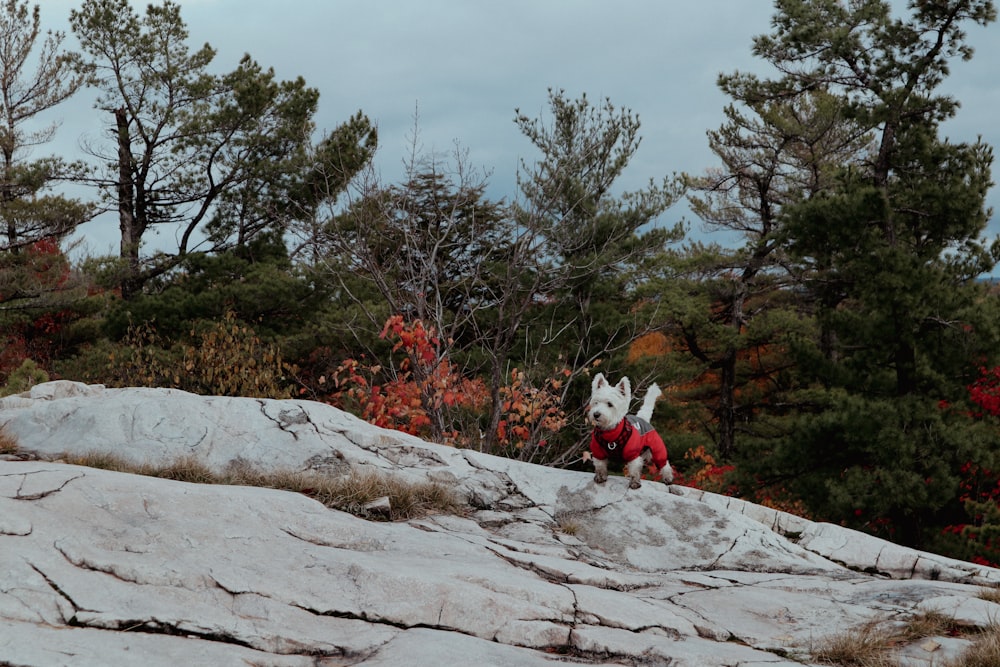 a dog wearing a red sweater and standing on a rock with trees and bushes