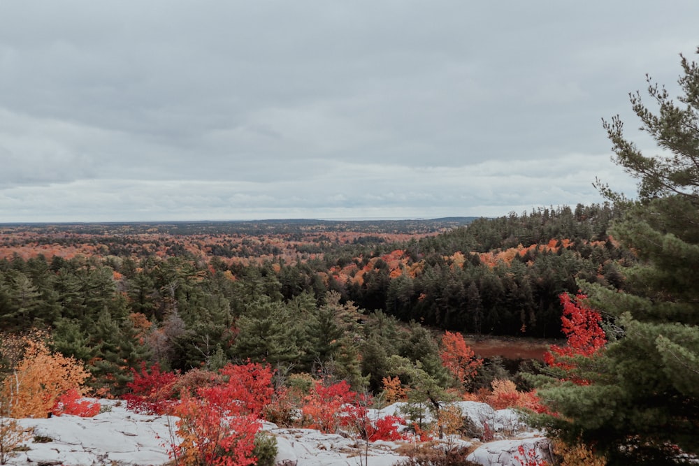 a landscape with trees and bushes