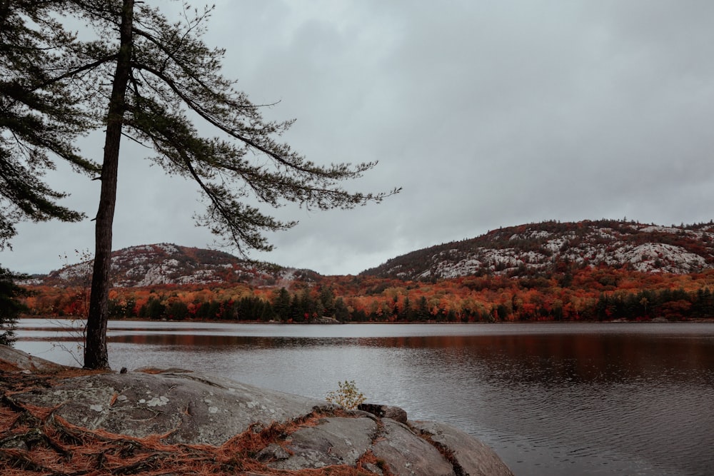 a lake with a tree and mountains in the background