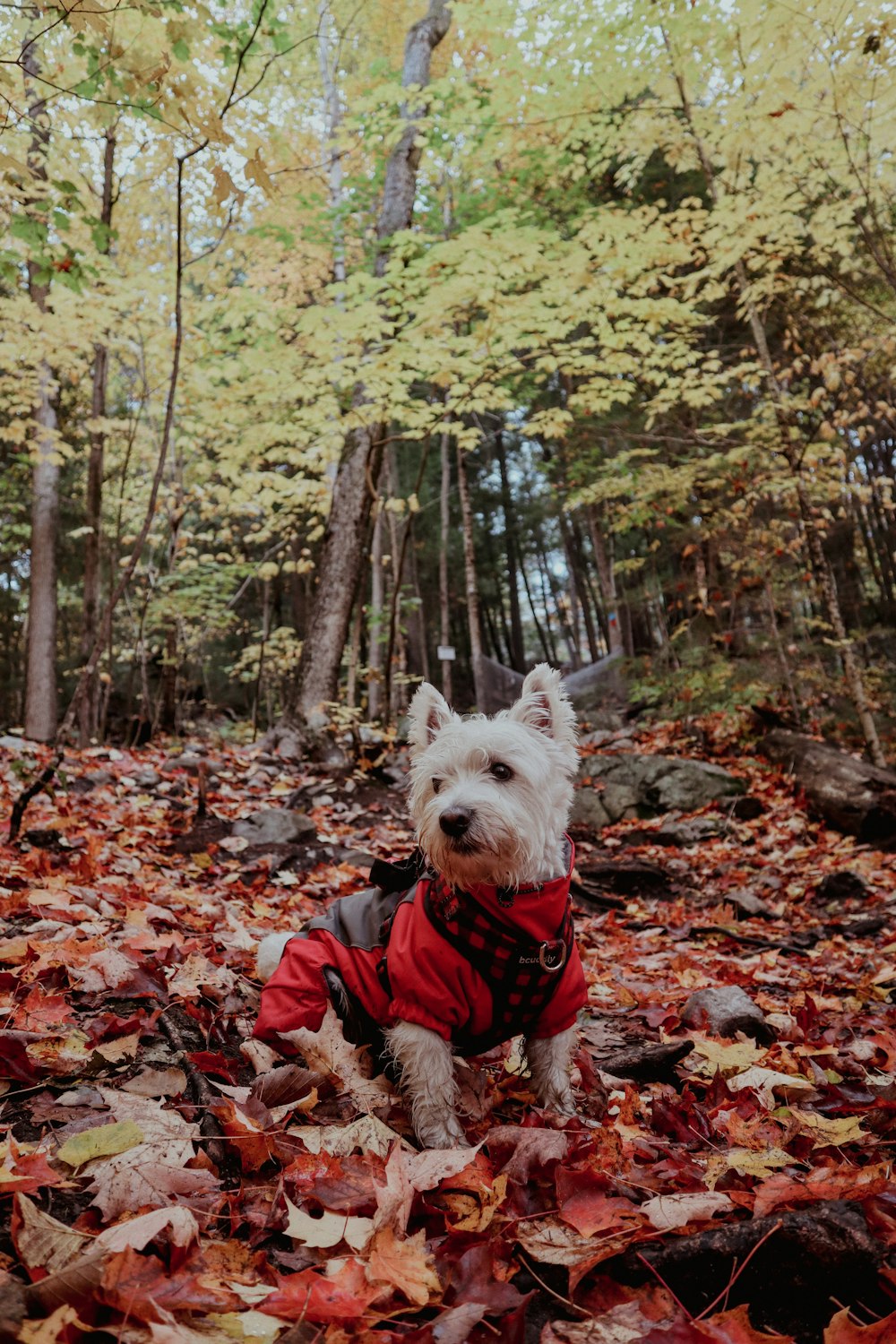 a dog wearing a red vest and sitting in a pile of leaves