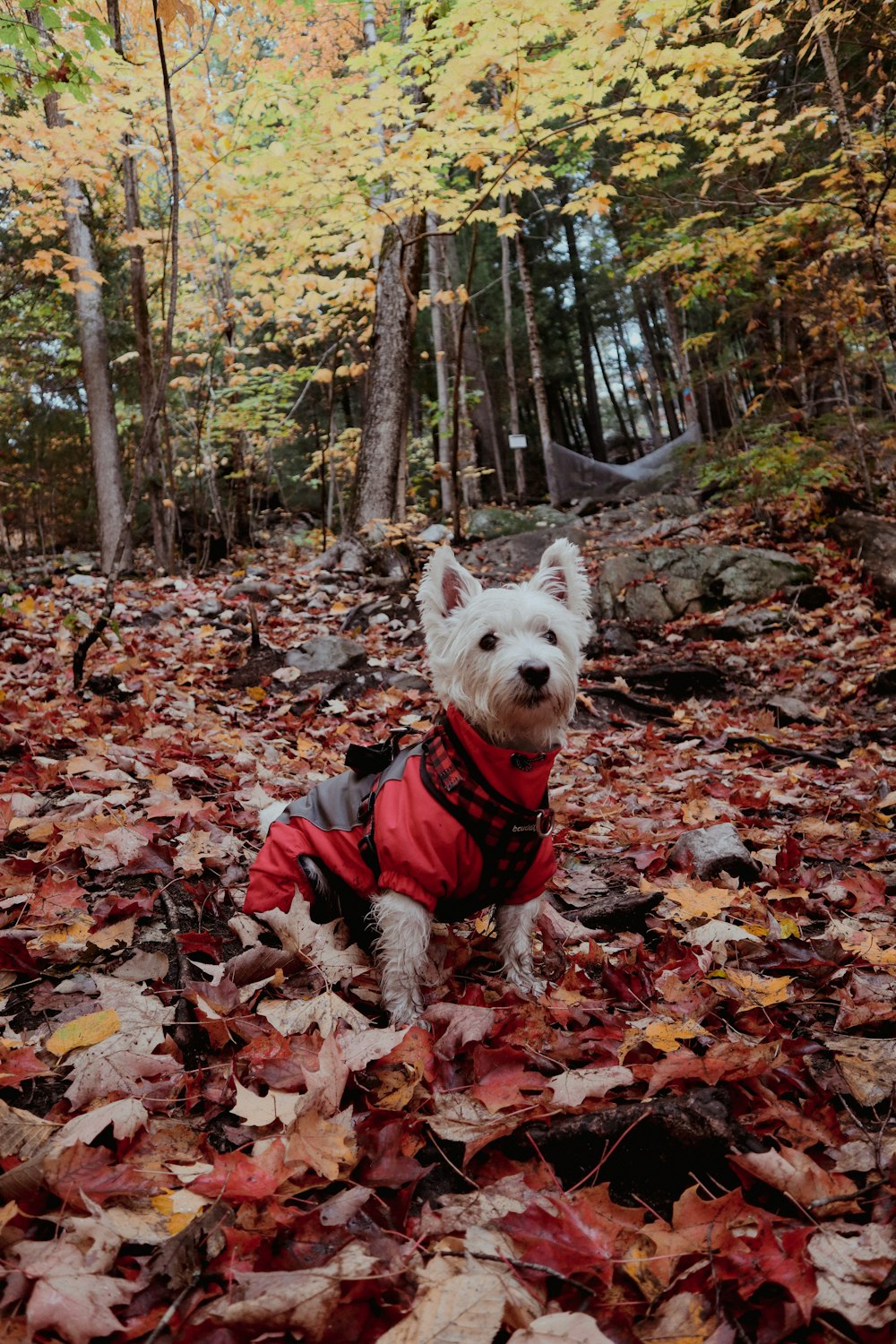a dog wearing a red vest and standing in a pile of leaves