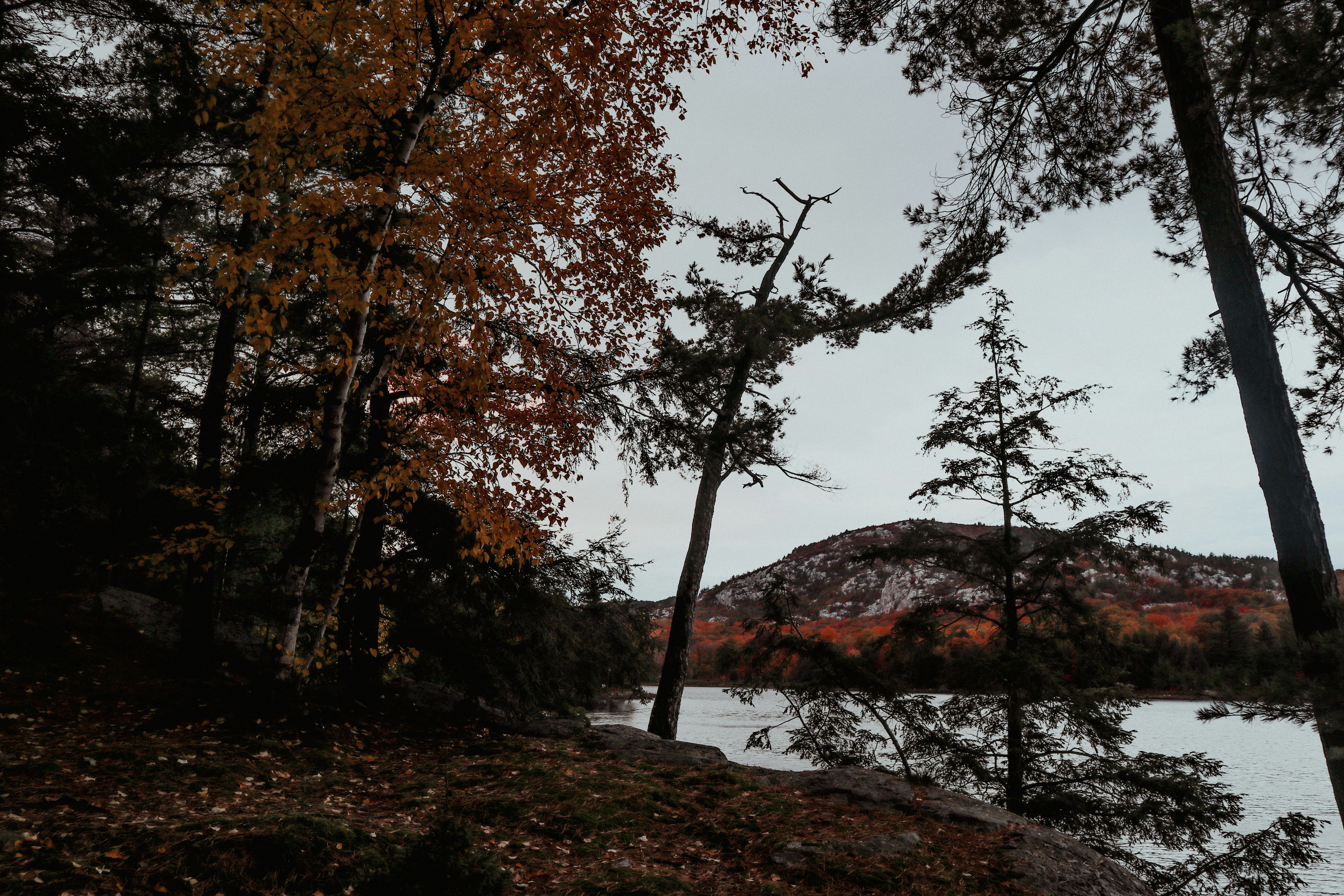 a lake surrounded by trees