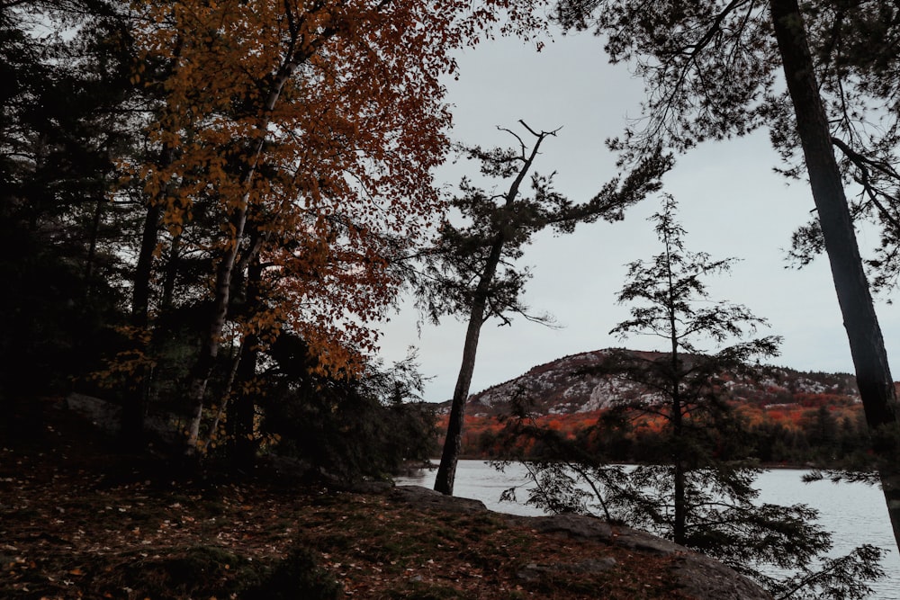 a lake surrounded by trees