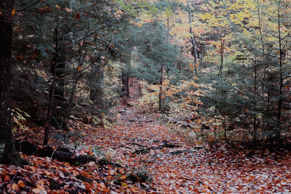 Un bosque con hojas caídas