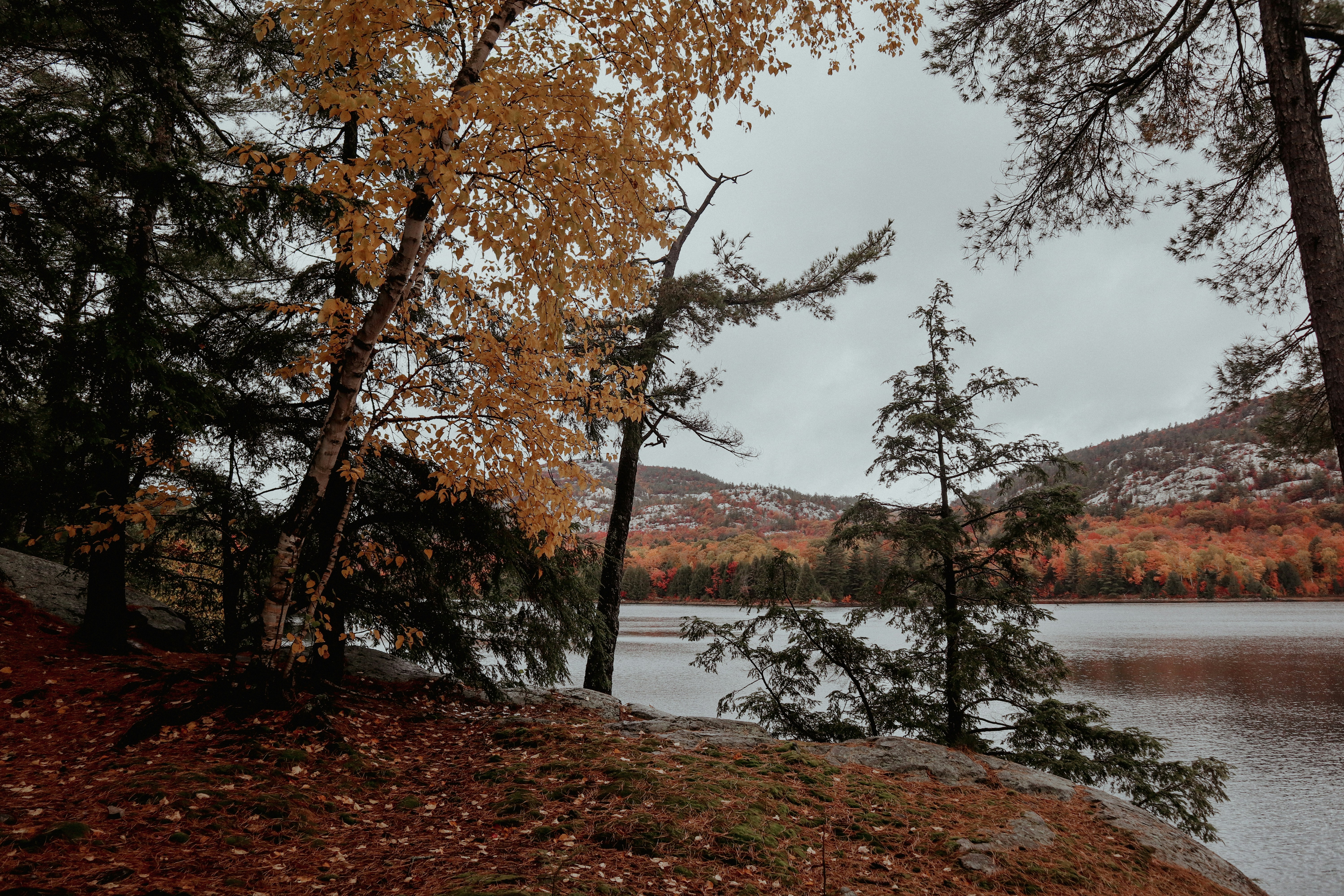 a river with trees on the side
