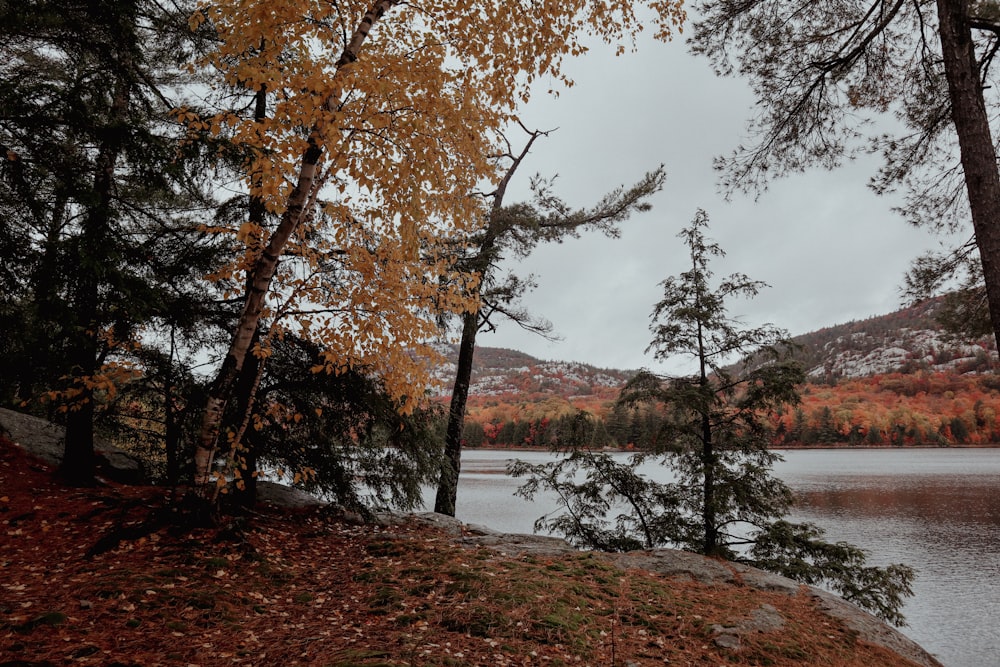 a river with trees on the side