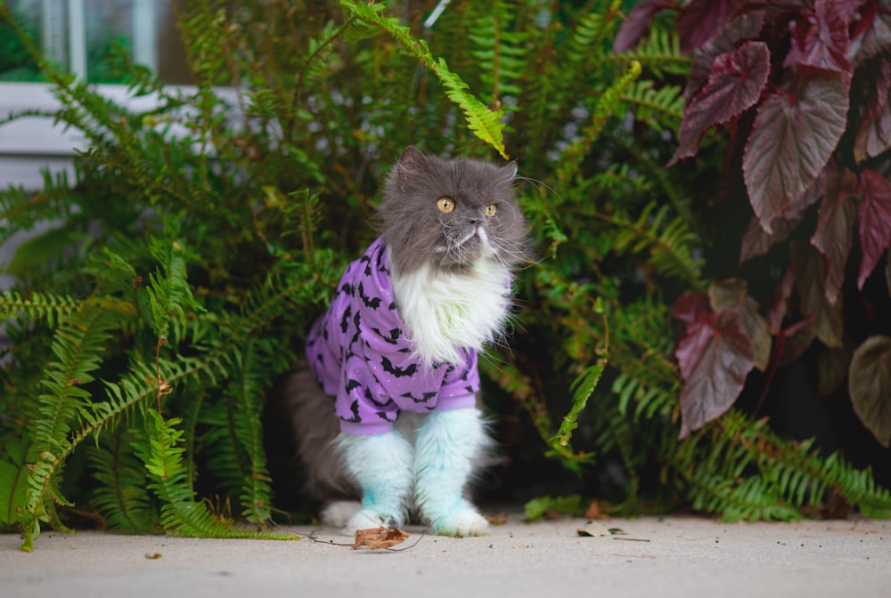 a cat wearing a sweater