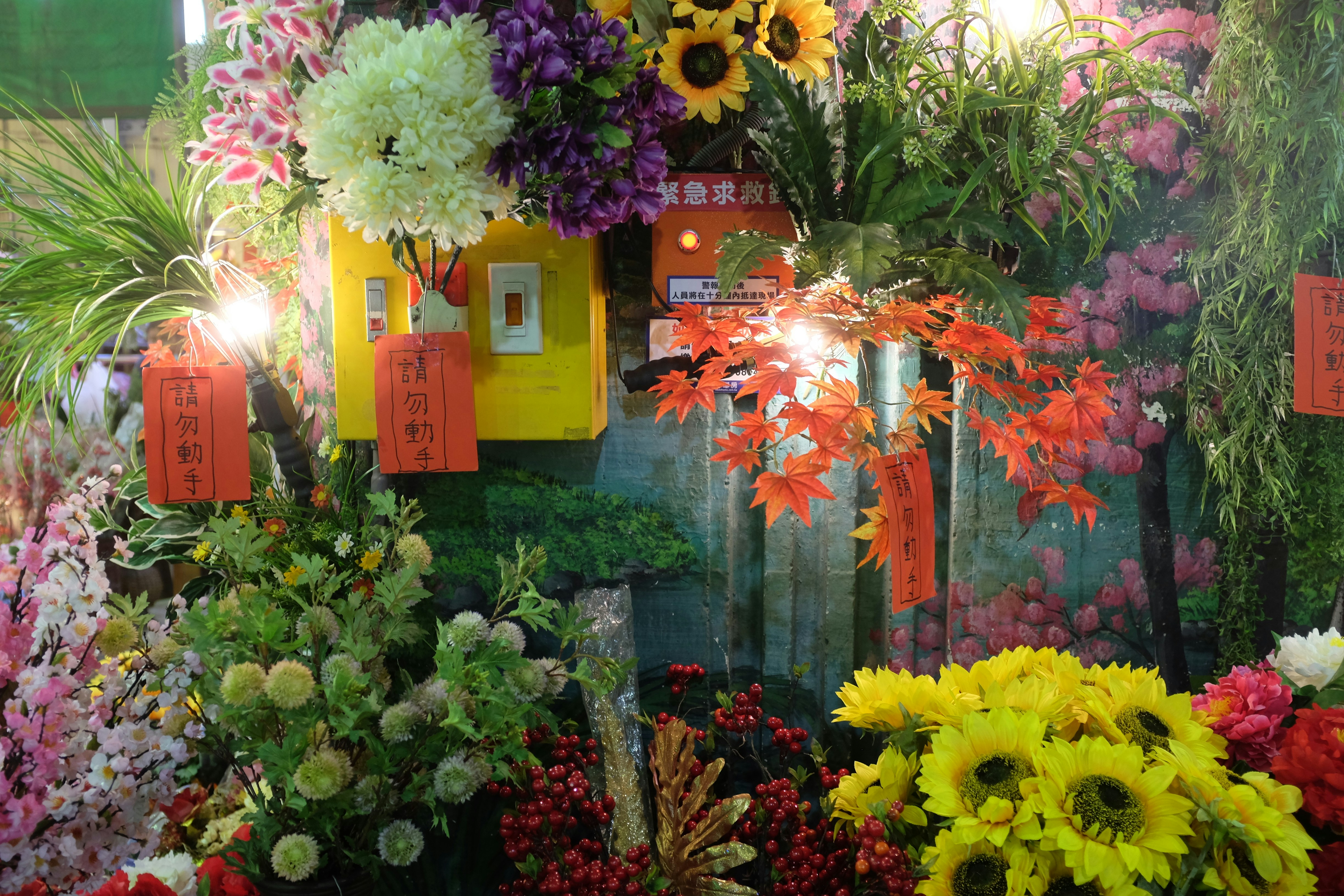 고석정 가을꽃축제 2025 관련 이미지1