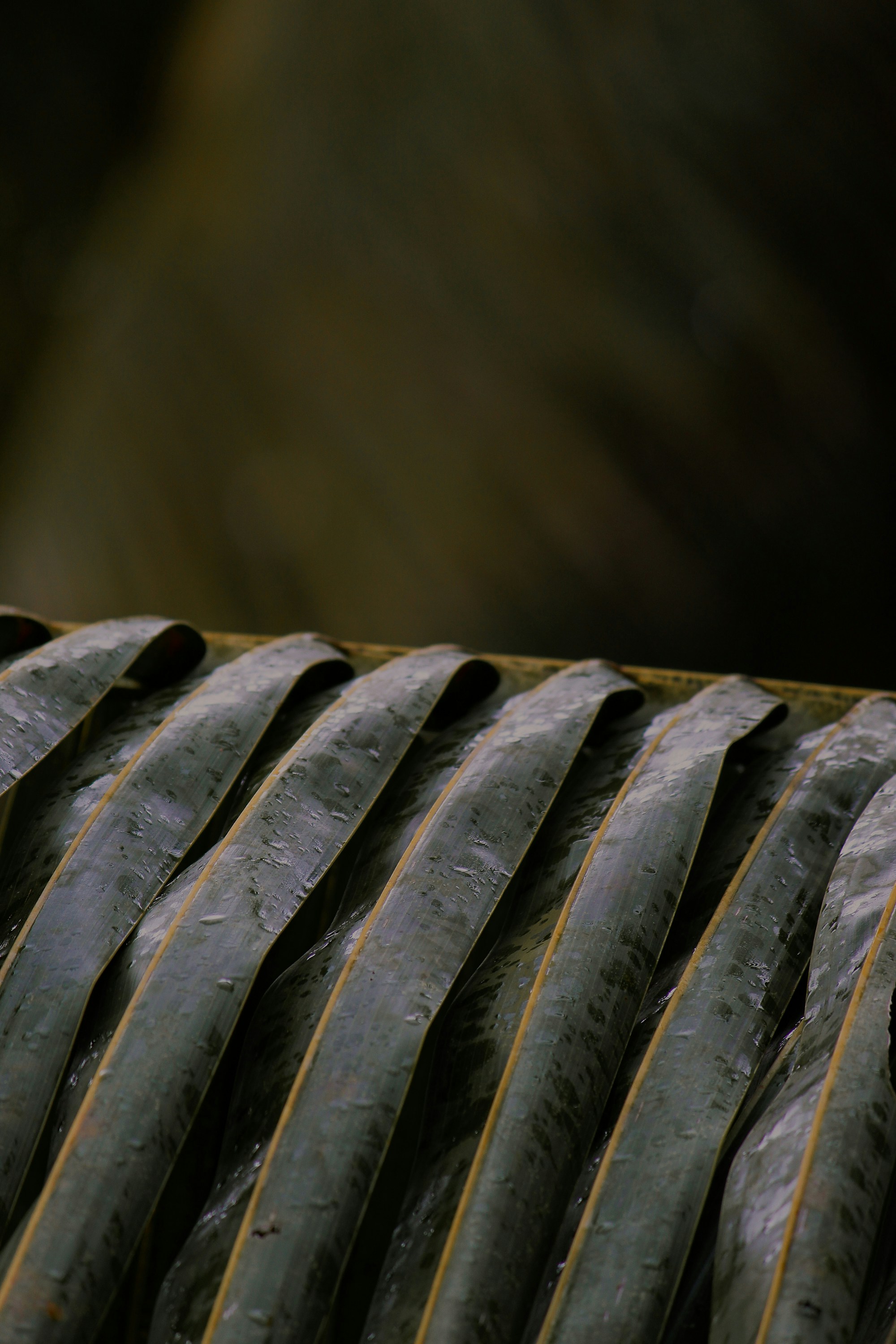 Rain drops on a coconut branch ?