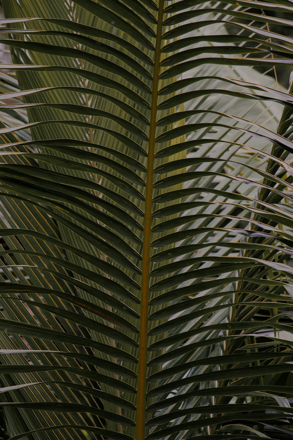 a close up of a leaf