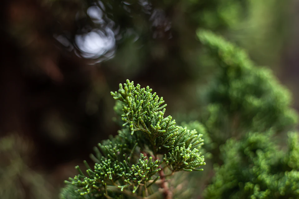The image shows a close-up view of a bonsai tree with its branches and leaves fully visible, showcasing the intricate details of the plant's form and texture. The background is blurred, drawing focus to the bonsai in the foreground.