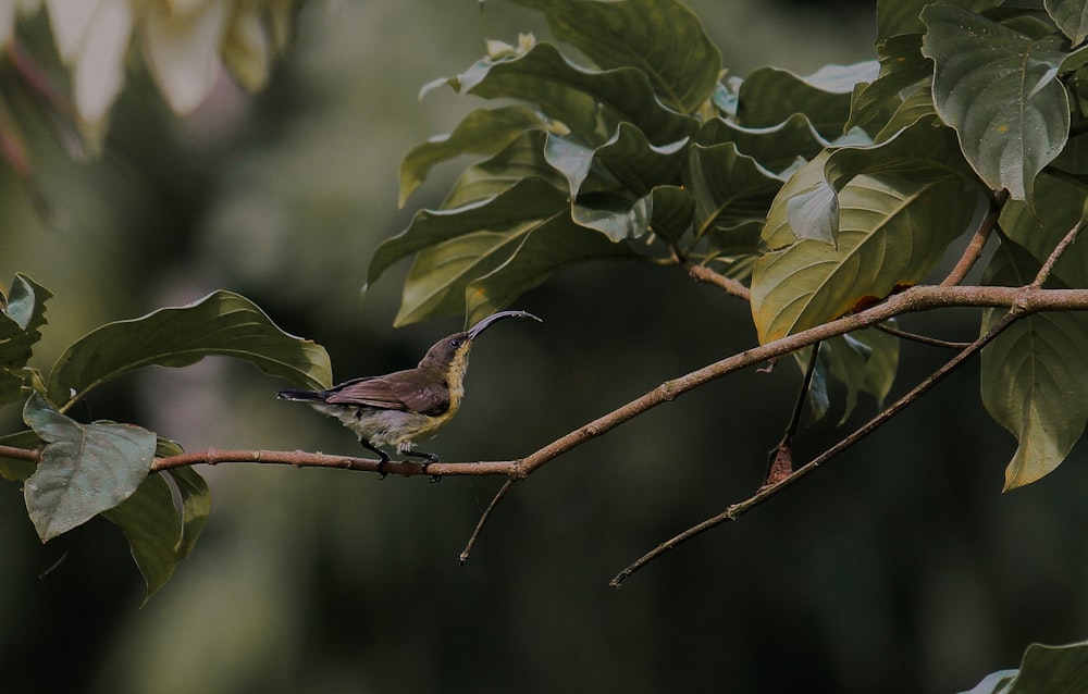 a bird perched on a branch