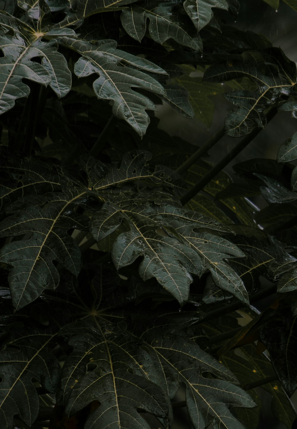 a group of green leaves