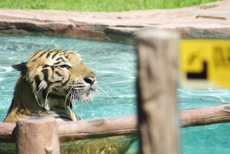 a couple of tigers in a zoo exhibit