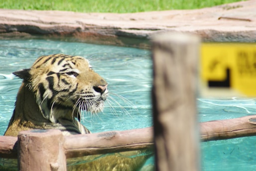 a couple of tigers in a zoo exhibit