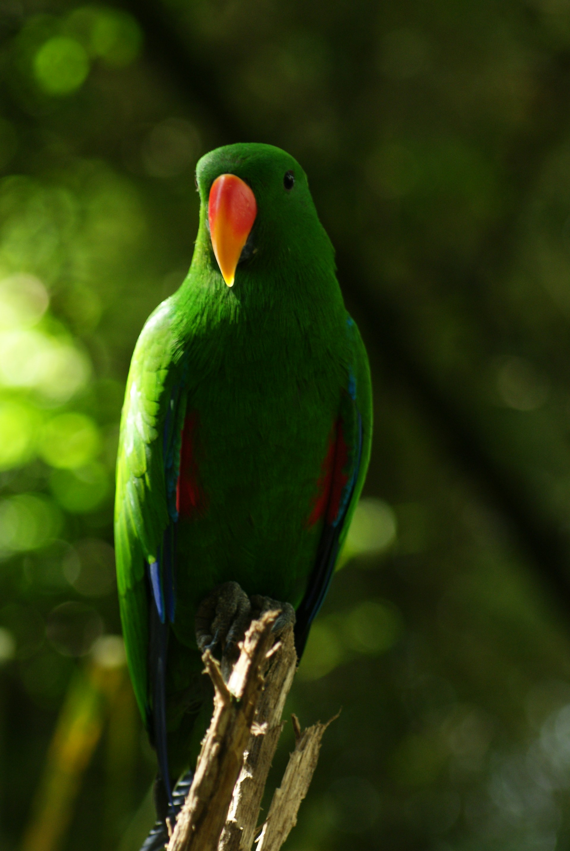 a green bird with a red beak