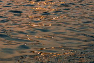 Delicate arrangement of organic textures and golden light reflecting on a calm surface.