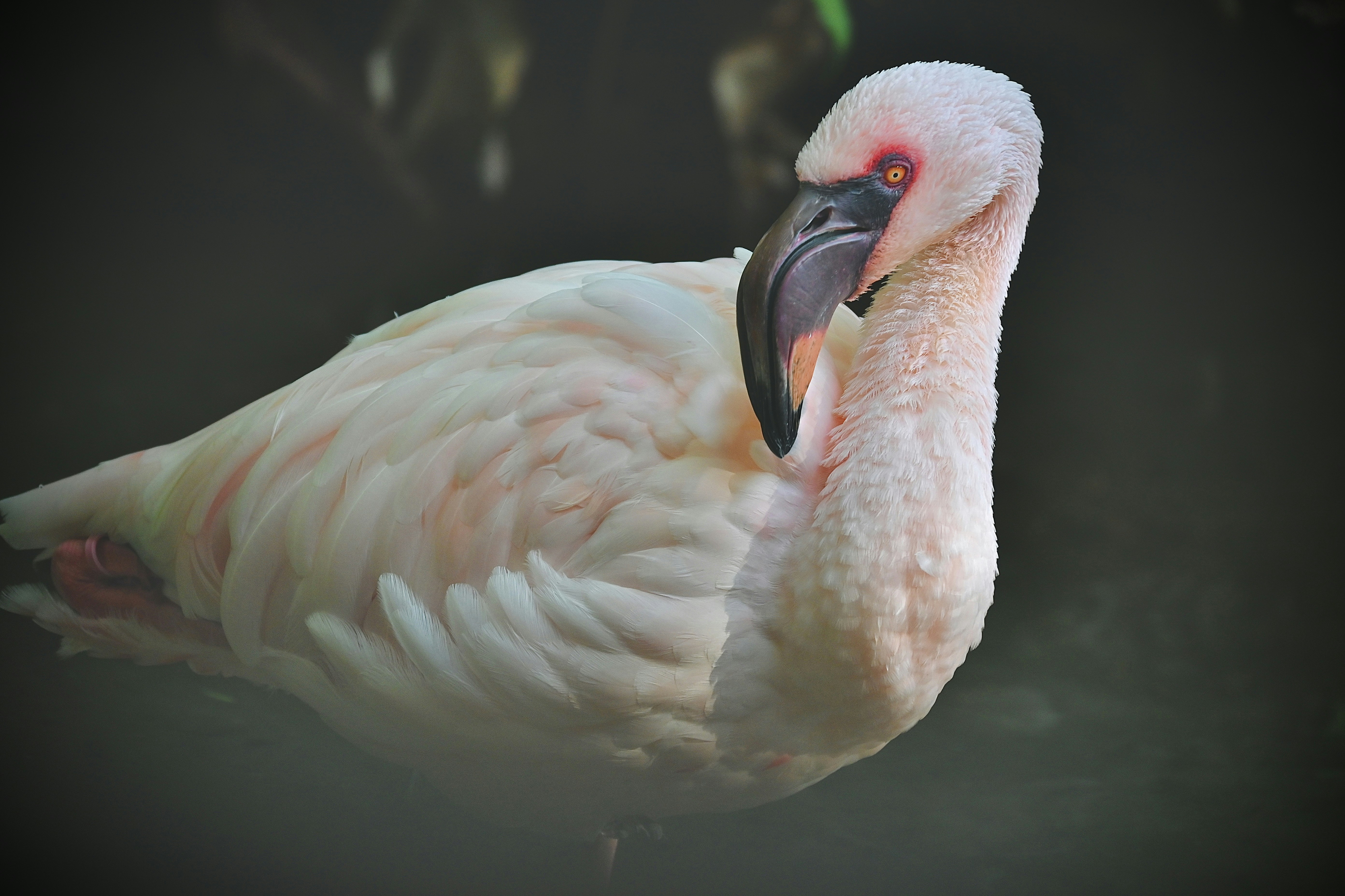Pink flamingo in soft light