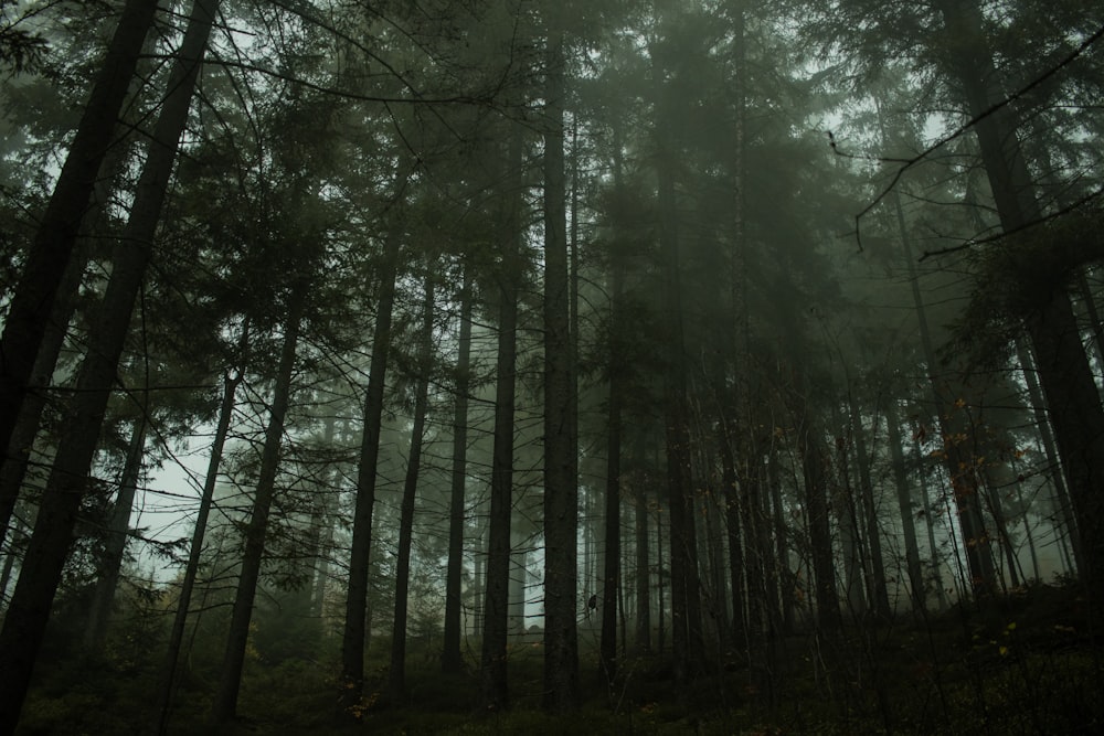 a forest with tall trees