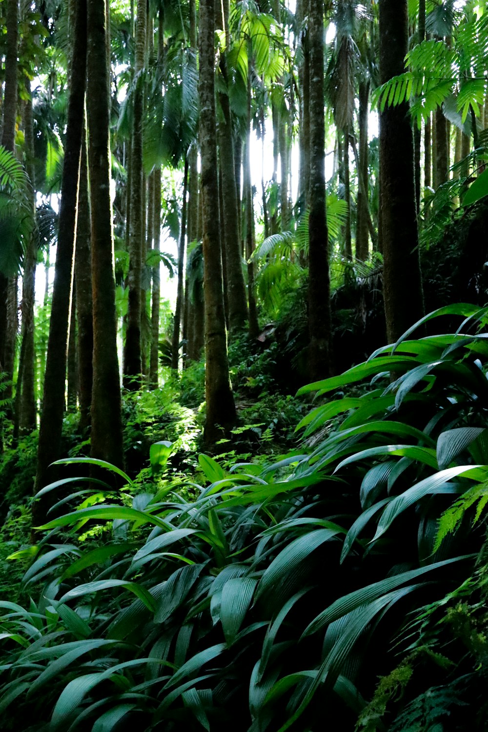 a forest with tall trees