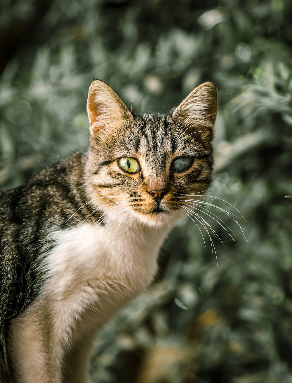 a cat looking at the camera