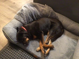 A dog with a black and brown coat is lying curled up on a grey pet bed. The dog is wearing a red collar and appears to be peacefully sleeping. The bed has a plush, grey blanket or cover, and it is placed on a wooden floor with a nearby rubber mat.