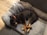 A dog with a black and brown coat is lying curled up on a grey pet bed. The dog is wearing a red collar and appears to be peacefully sleeping. The bed has a plush, grey blanket or cover, and it is placed on a wooden floor with a nearby rubber mat.