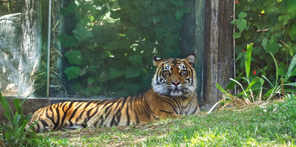 a tiger lying in the grass