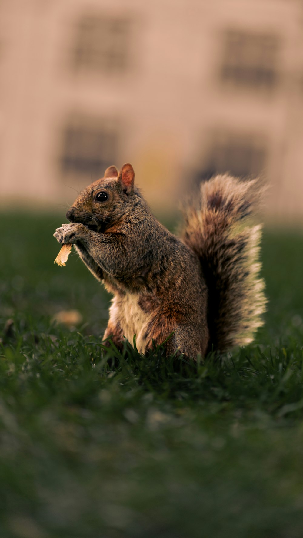 a squirrel eating a nut