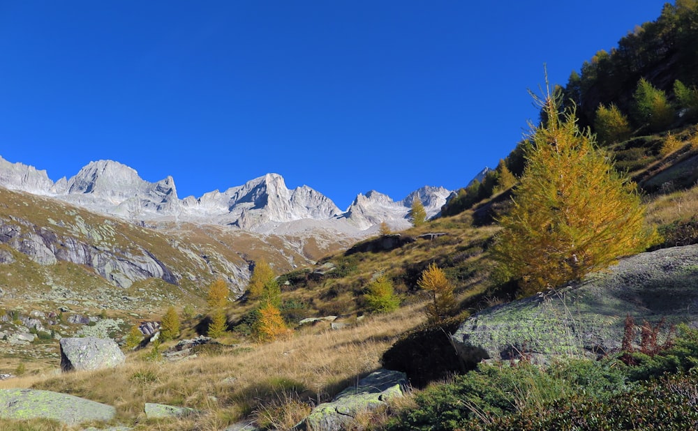 a landscape with mountains and trees