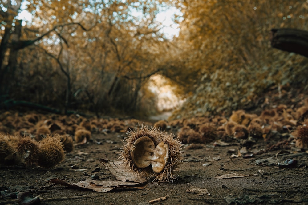 a group of pine cones on the ground