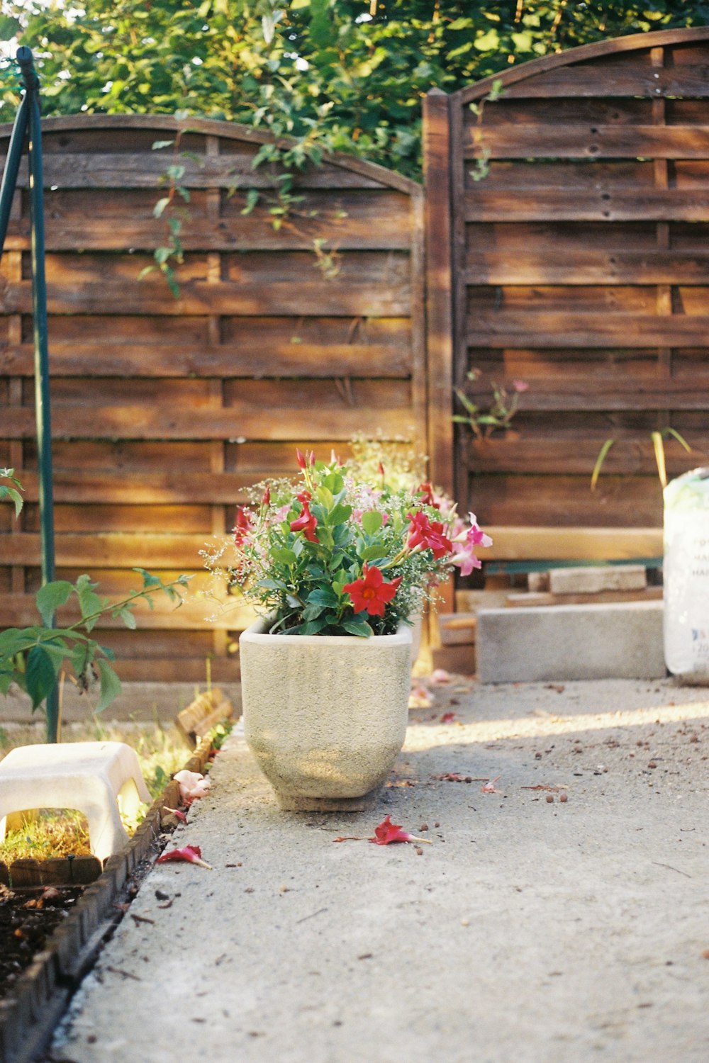 a potted plant outside