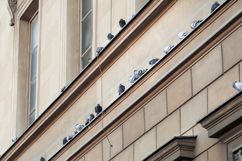 a group of birds on a building