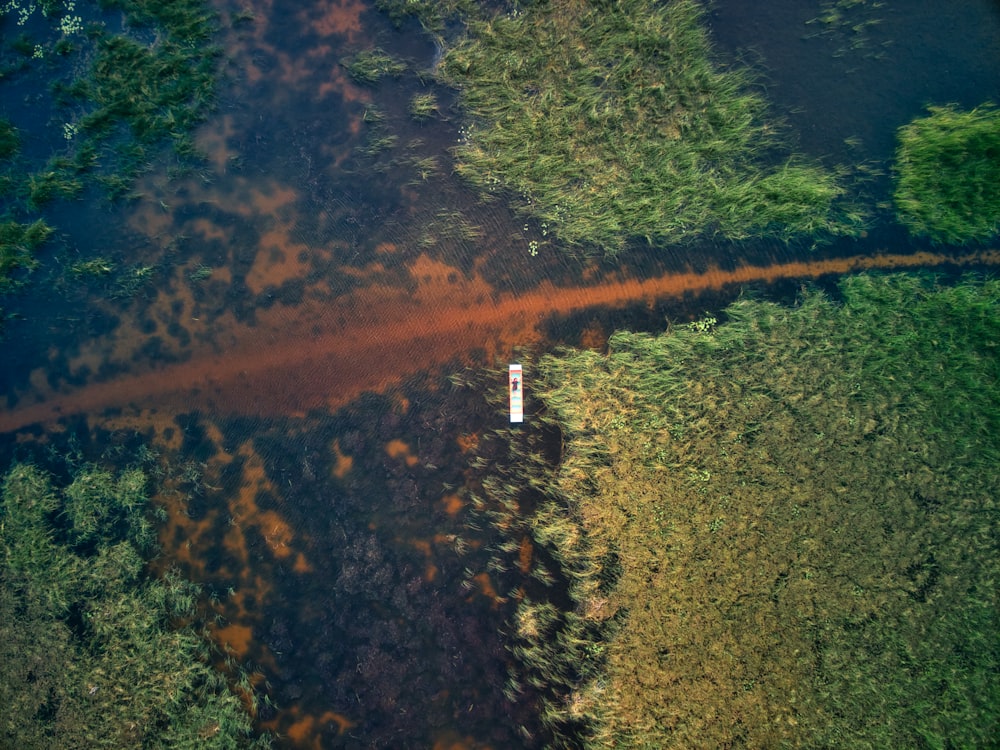 a road in a forest