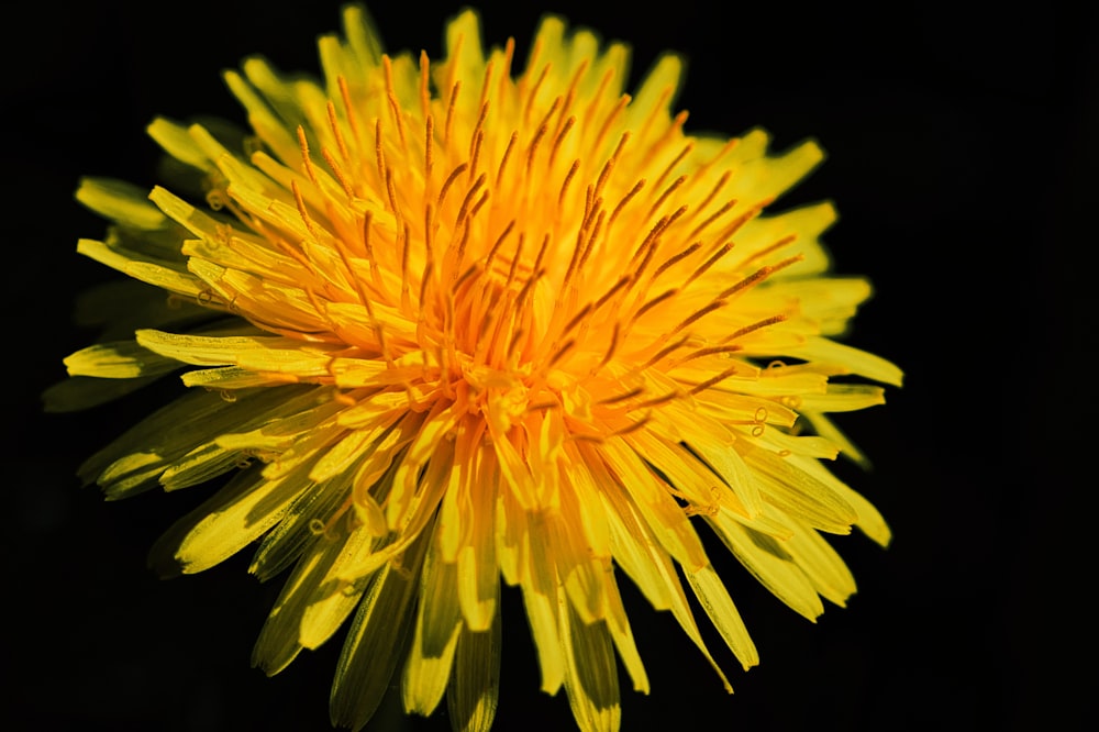 Un primer plano de una flor