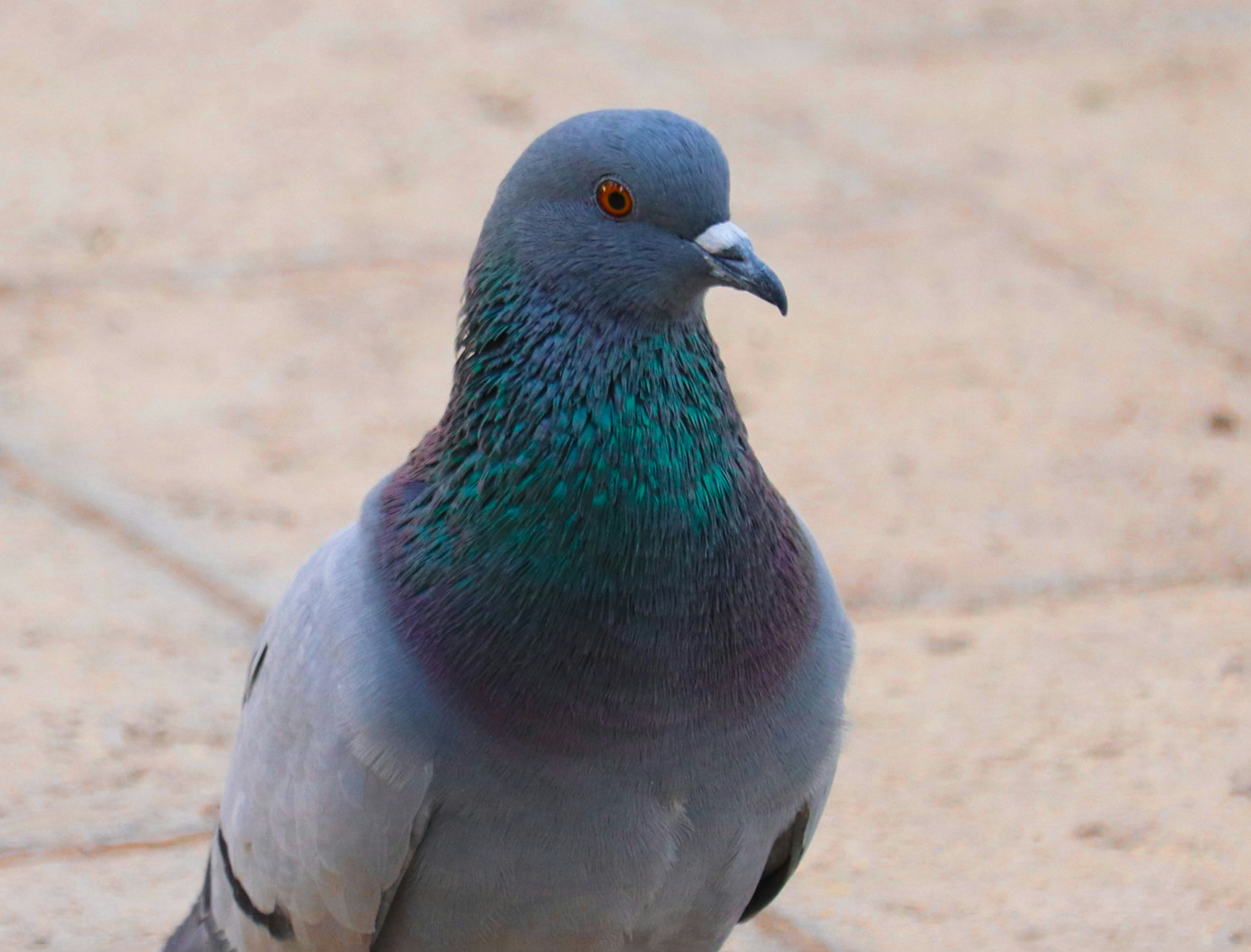 Photo by sinabahar76