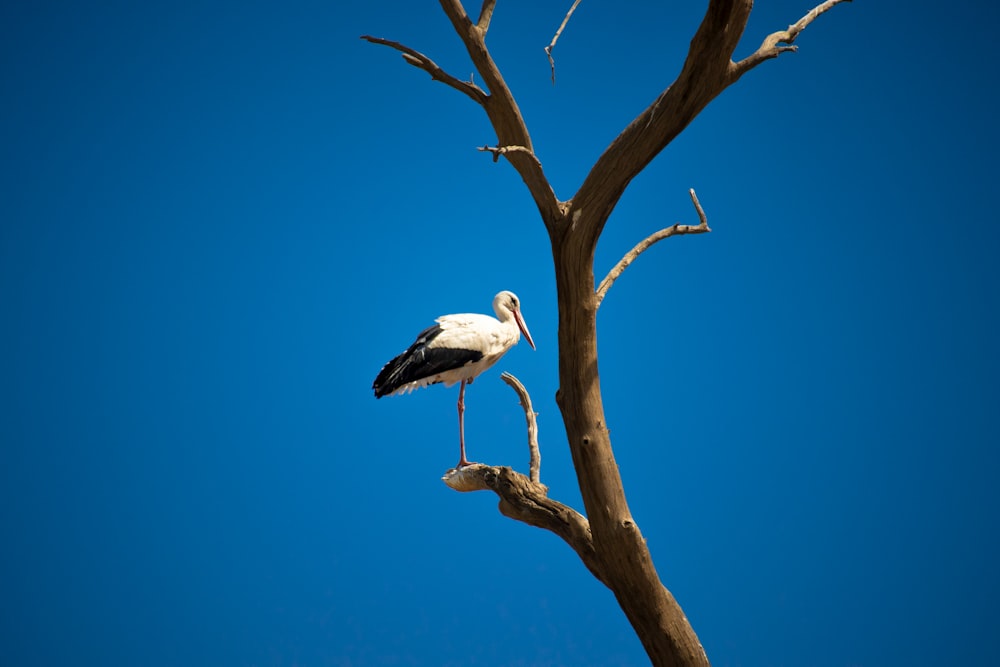 a bird on a tree branch